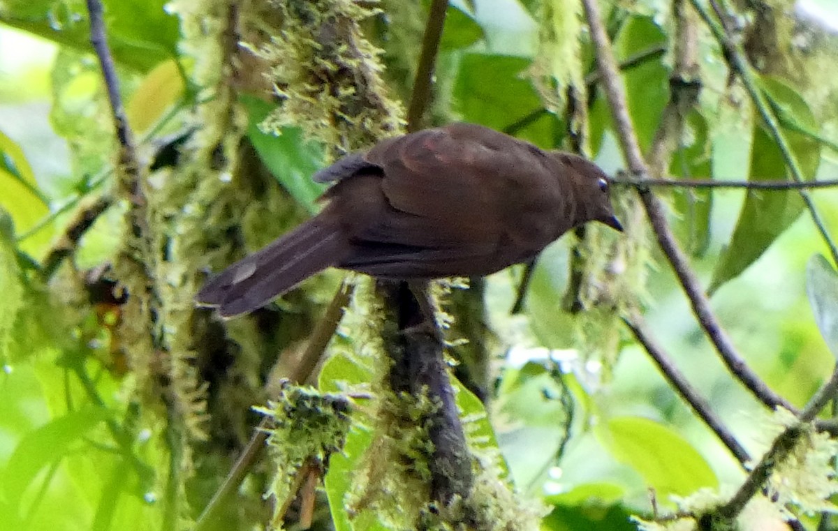 Rufous-brown Solitaire (Chestnut-throated) - ML204345821