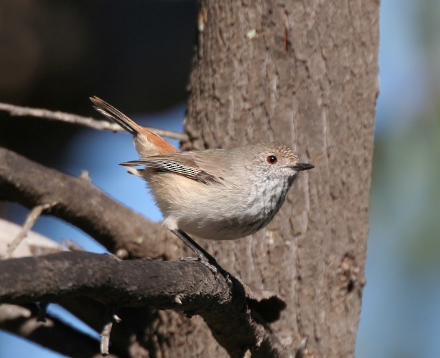 Inland Thornbill - Rhonda Hansch