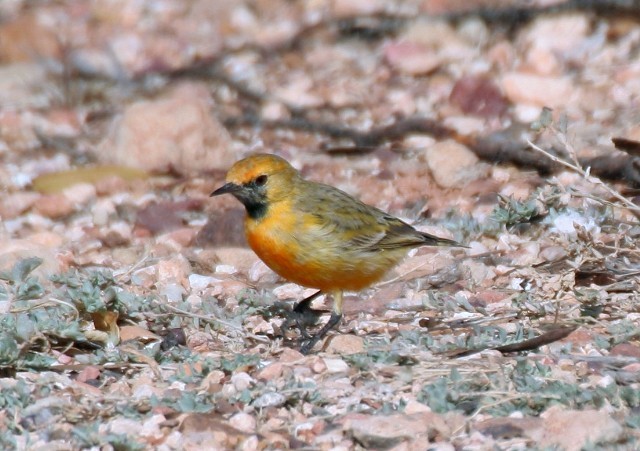 pustináček zlatý - ML204346151