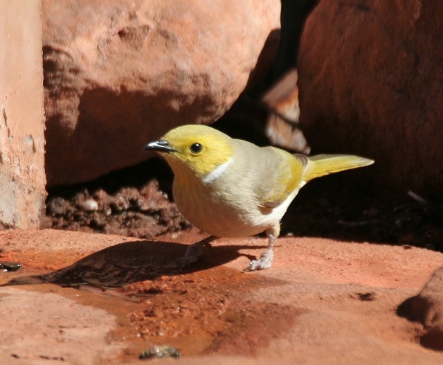 White-plumed Honeyeater - ML204346211