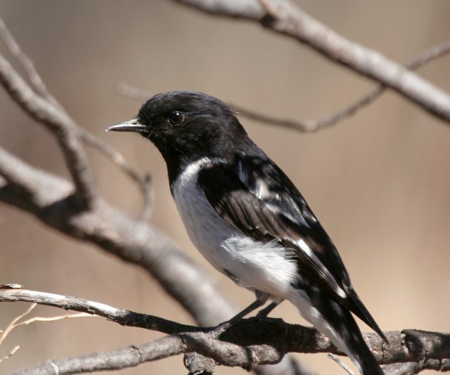 Hooded Robin - ML204346221