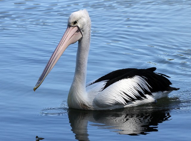 Australian Pelican - ML204346291