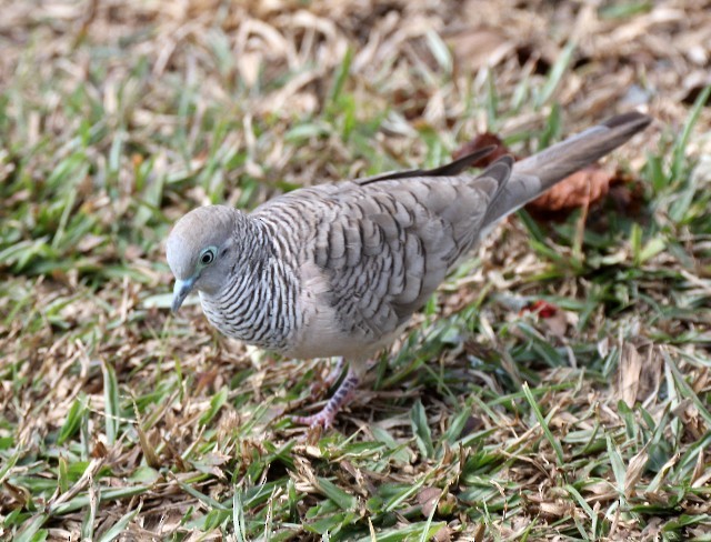 Peaceful Dove - ML204346481