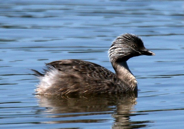Hoary-headed Grebe - ML204346581