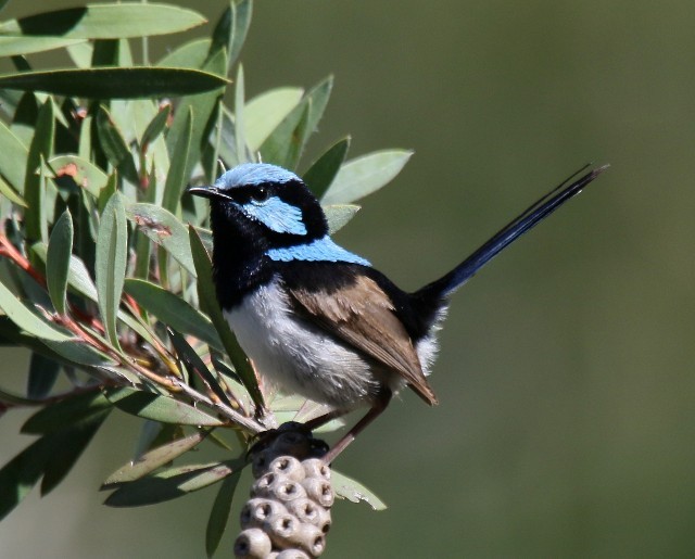 Superb Fairywren - ML204346591