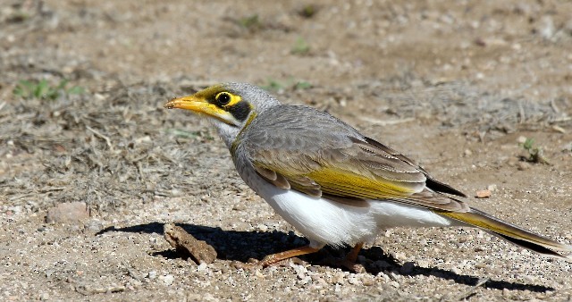 Yellow-throated Miner - Lindsay Hansch