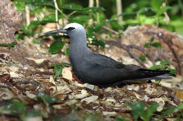 Black Noddy (minutus Group) - ML204346921