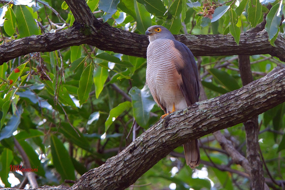 African Goshawk (Eastern) - ML204347111