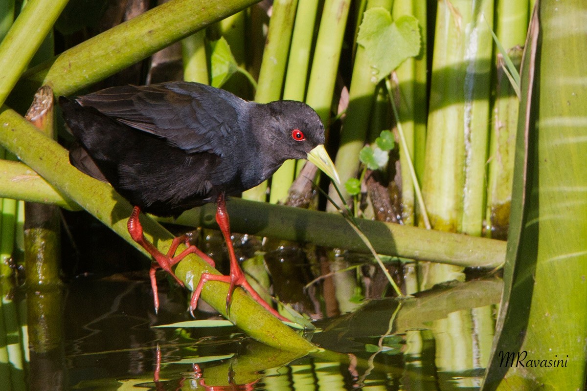 Black Crake - ML204347511