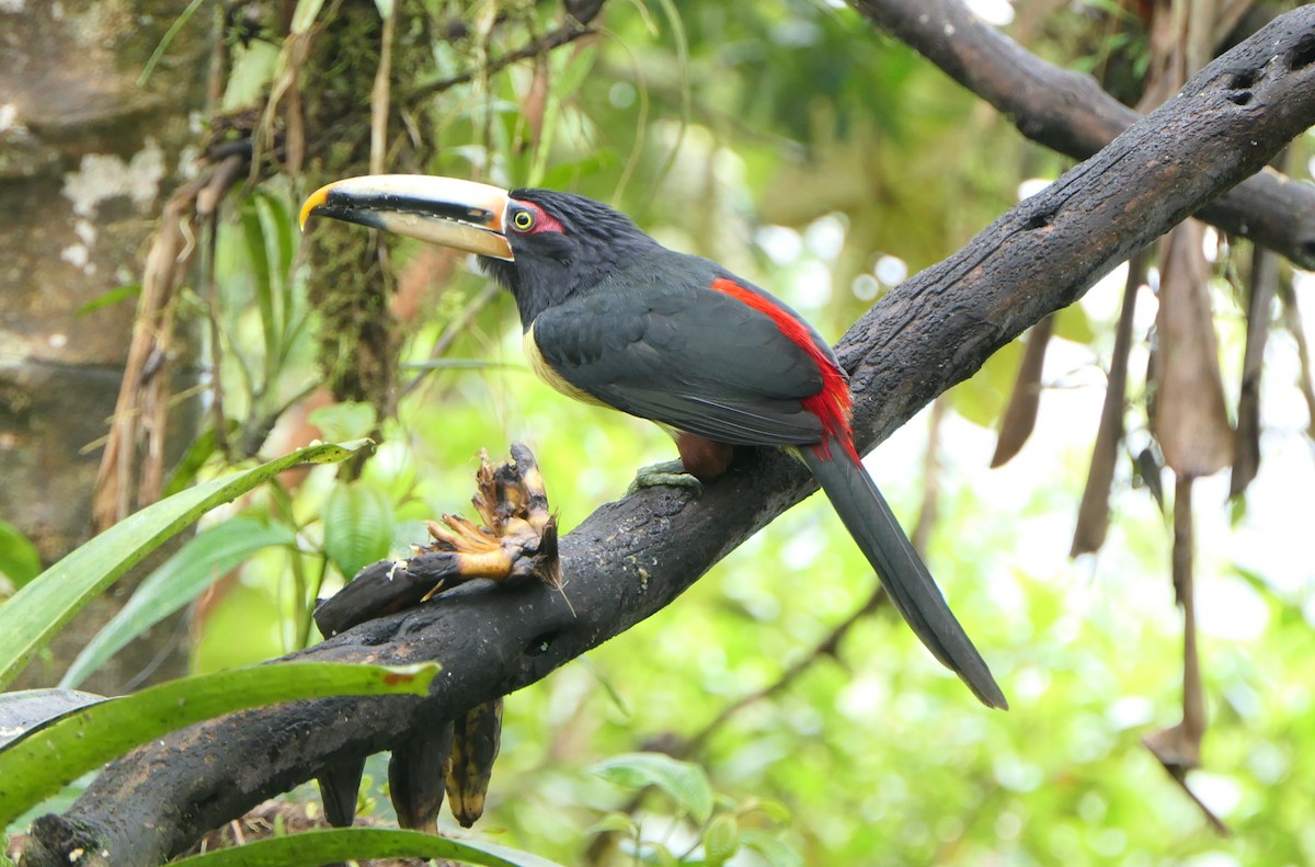 Collared Aracari (Pale-mandibled) - ML204347861