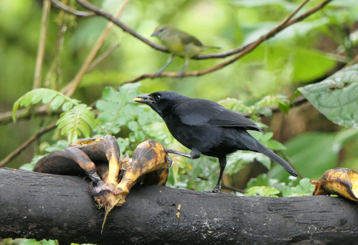 Scrub Blackbird - ML204347881