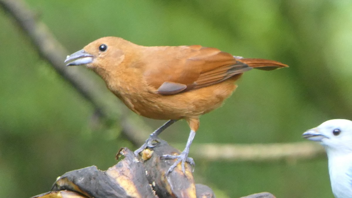 White-lined Tanager - ML204347891