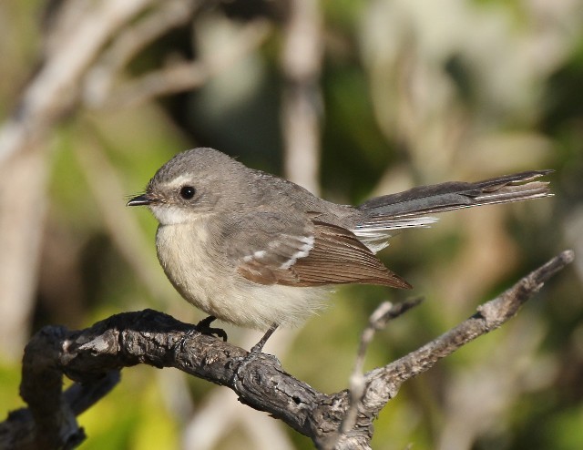 Mangrove Fantail - ML204347911