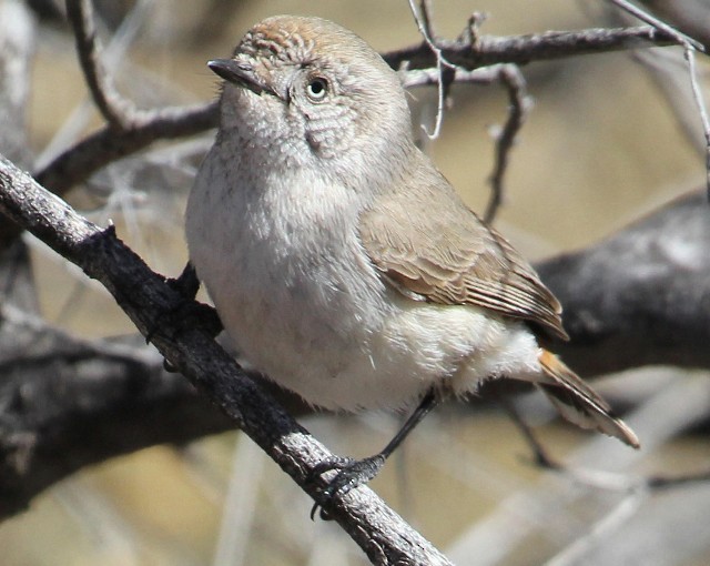 Chestnut-rumped Thornbill - ML204347991