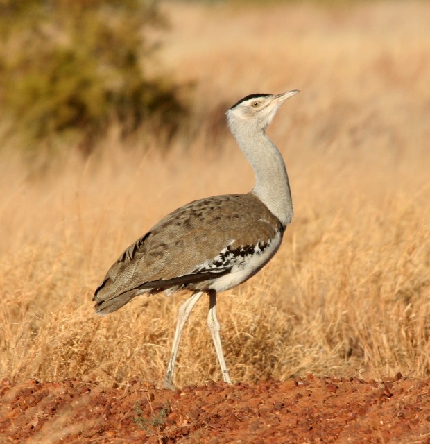 Australian Bustard - ML204348121