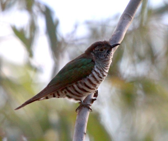 Shining Bronze-Cuckoo - ML204348331