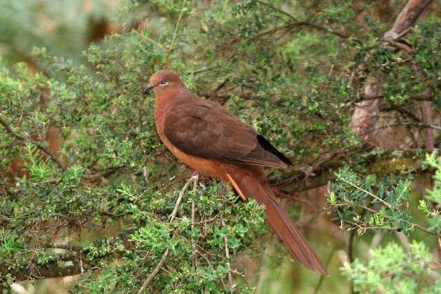 Brown Cuckoo-Dove - ML204348401