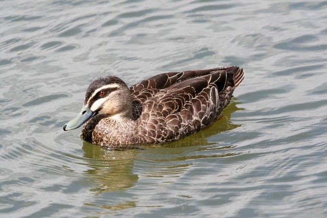 Pacific Black Duck - Lindsay Hansch