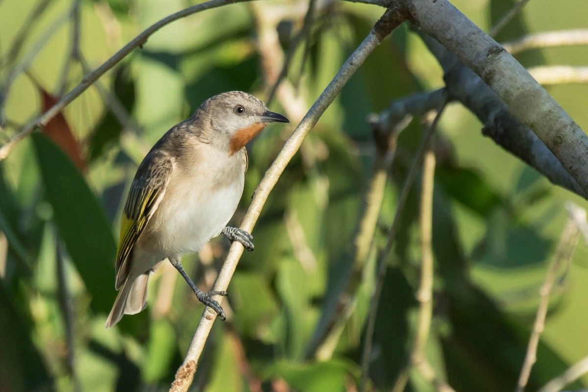 Rufous-throated Honeyeater - ML204348681