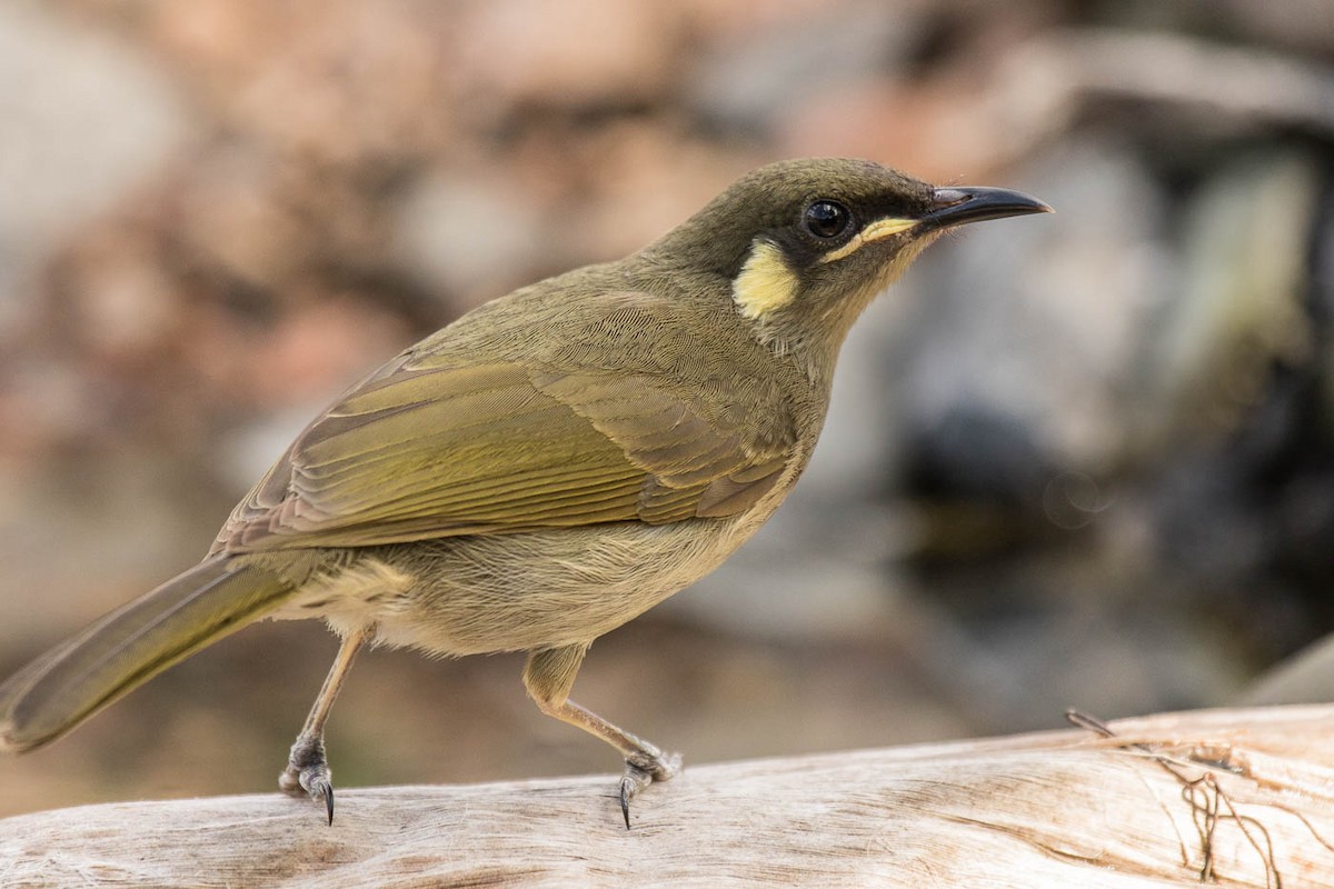 Yellow-spotted Honeyeater - Lindsay Hansch