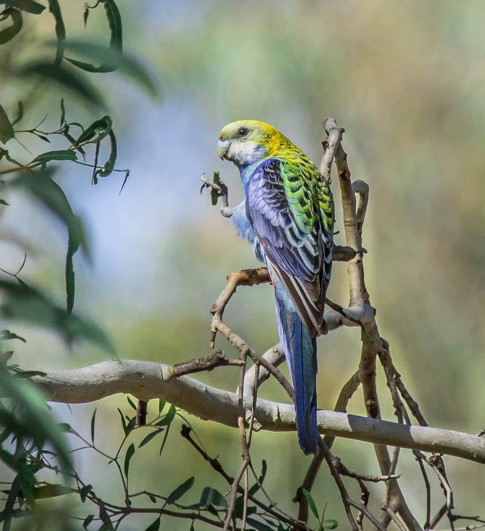 Pale-headed Rosella - Lindsay Hansch