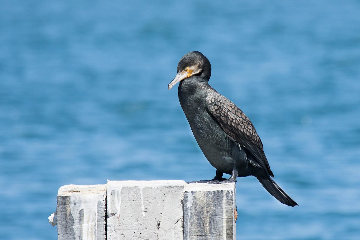 Great Cormorant (Australasian) - ML204348941