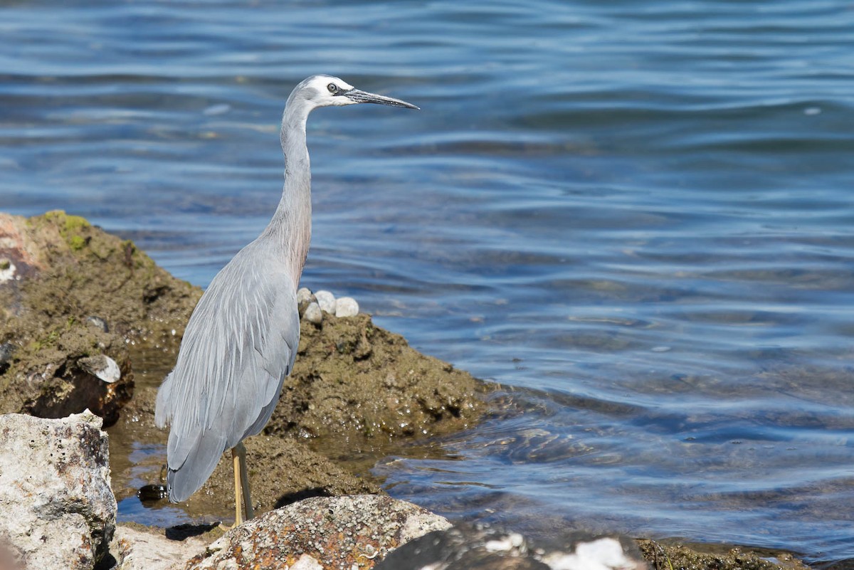 White-faced Heron - ML204348961