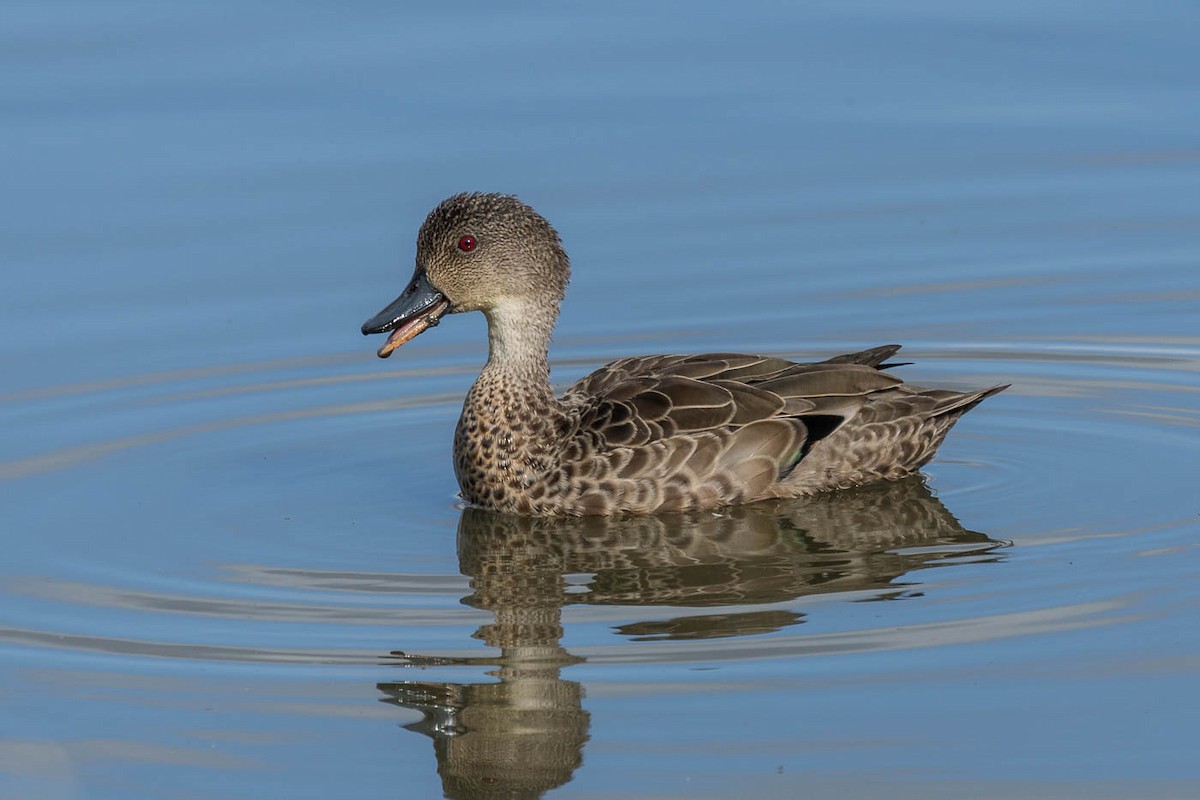 Gray Teal - ML204348981