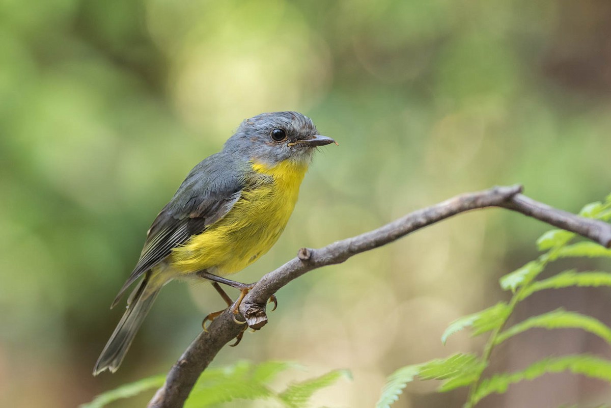 Eastern Yellow Robin - Lindsay Hansch