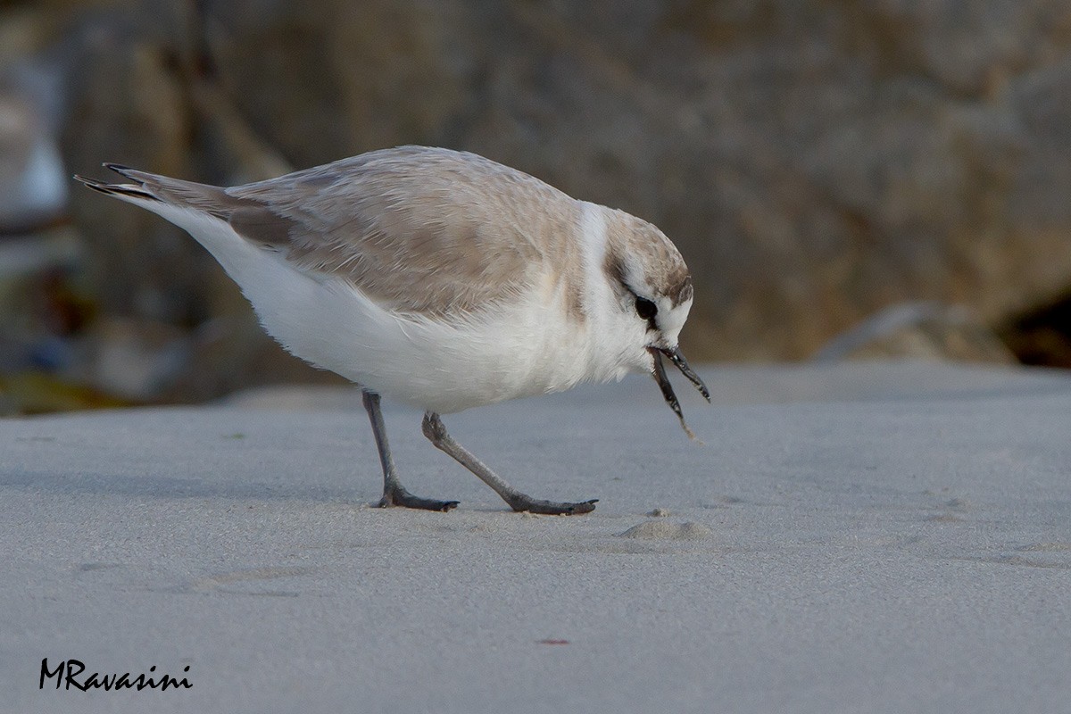 White-fronted Plover - ML204349341