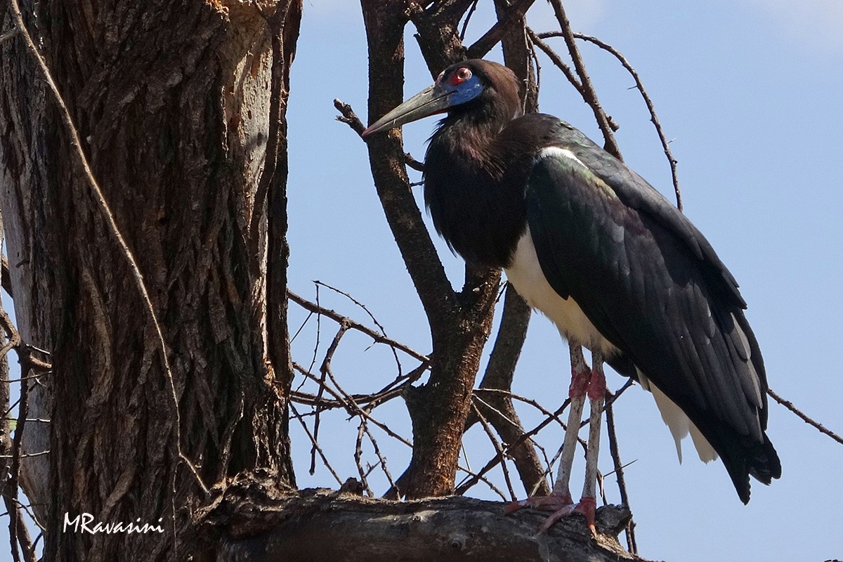 Abdim's Stork - ML204349391