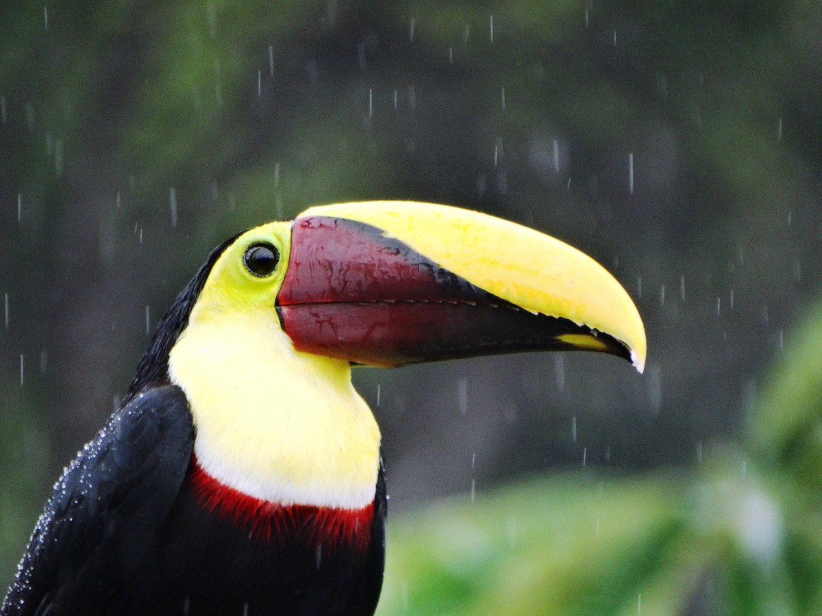 Yellow-throated Toucan - ML204349841