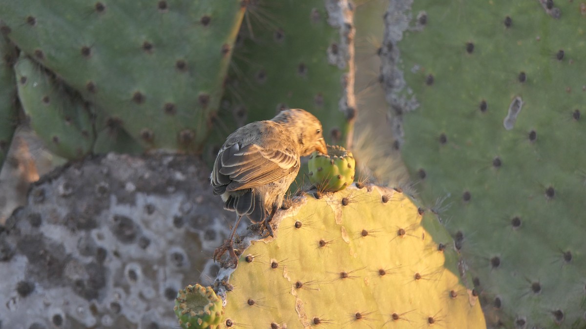 Common Cactus-Finch - ML204349901