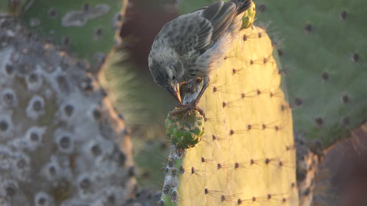 Common Cactus-Finch - ML204349911