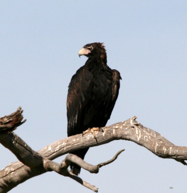 Wedge-tailed Eagle - ML204350041