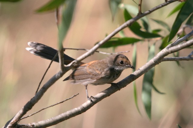 Arafura Fantail - ML204350311