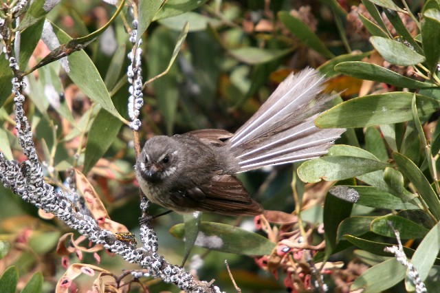 Gray Fantail (albiscapa) - ML204350321