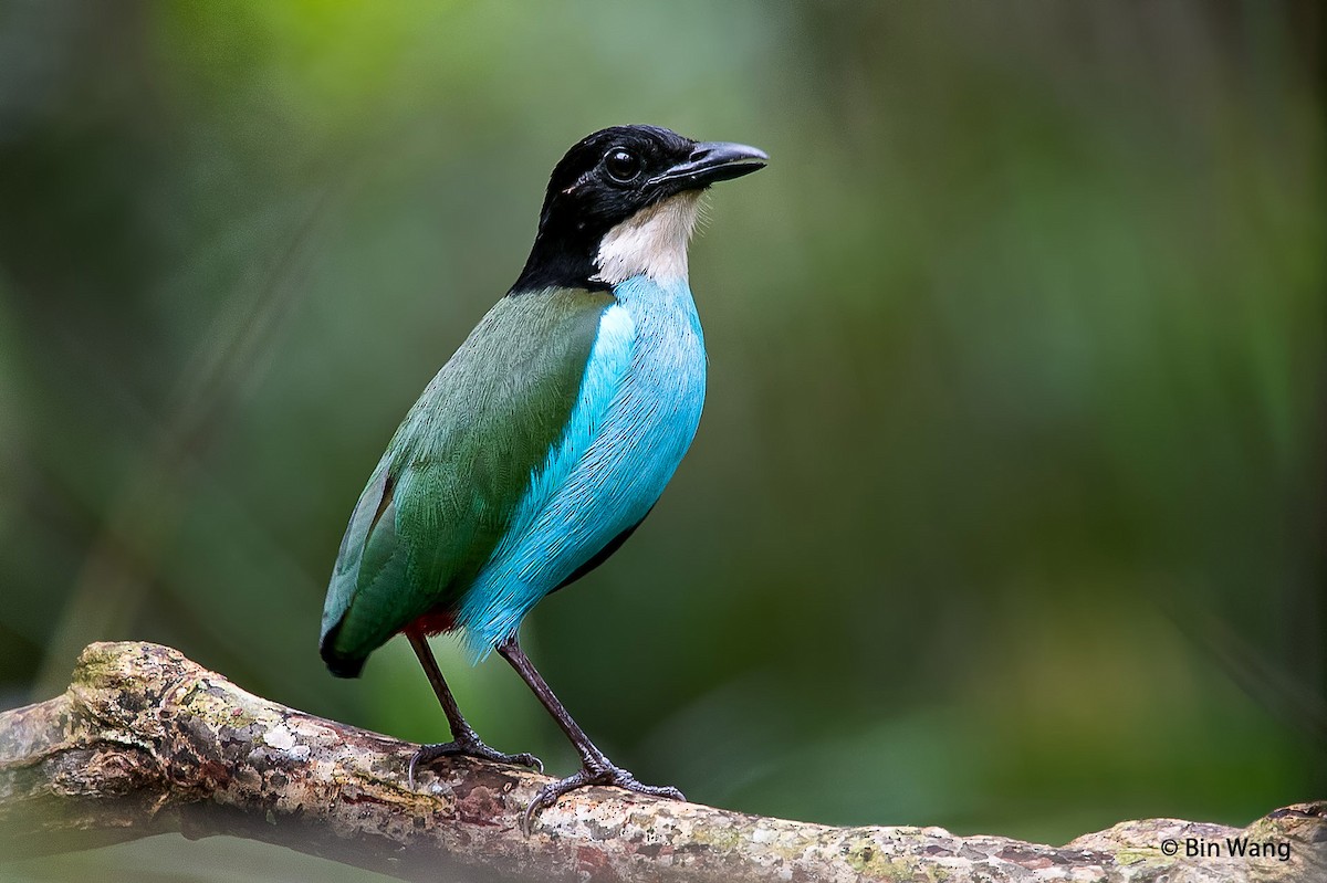 Azure-breasted Pitta - Bin Wang