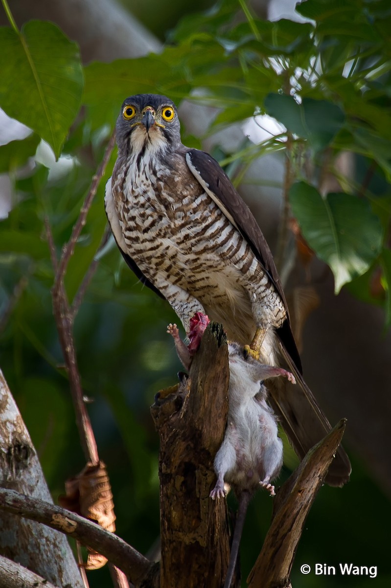 Crested Goshawk - ML204350841