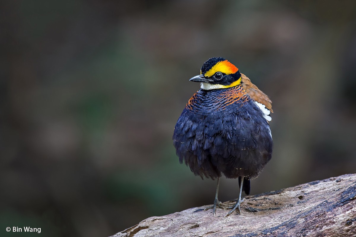 Malayan Banded-Pitta - ML204350861