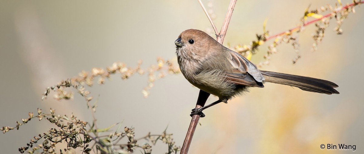 Panuro di Webb - ML204350871