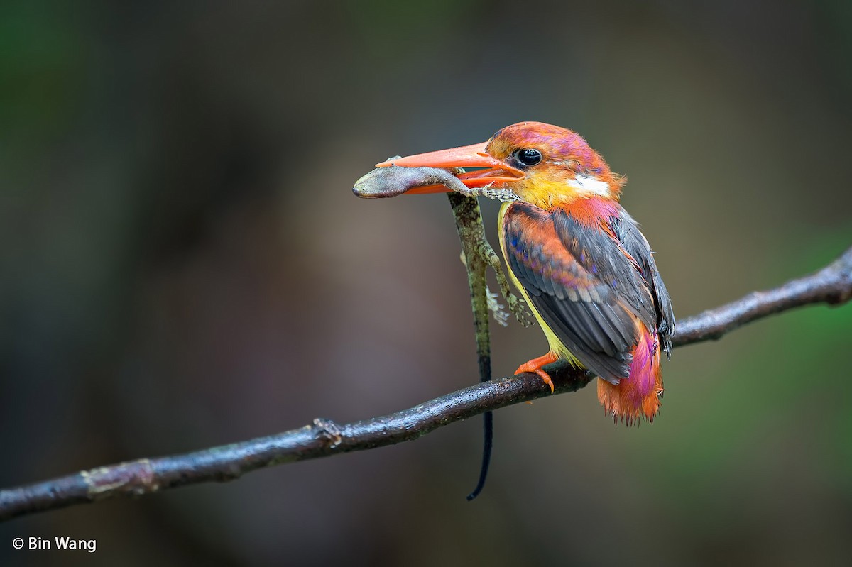 Black-backed Dwarf-Kingfisher - ML204350891