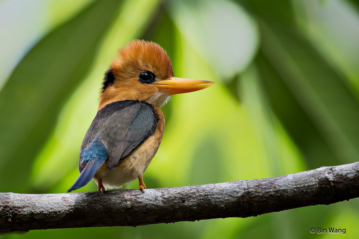 Yellow-billed Kingfisher - ML204350901