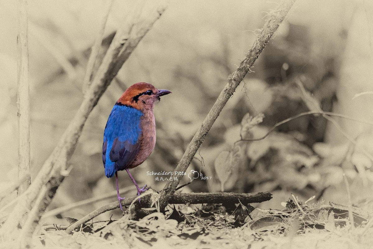 Schneider's Pitta - ML204350921