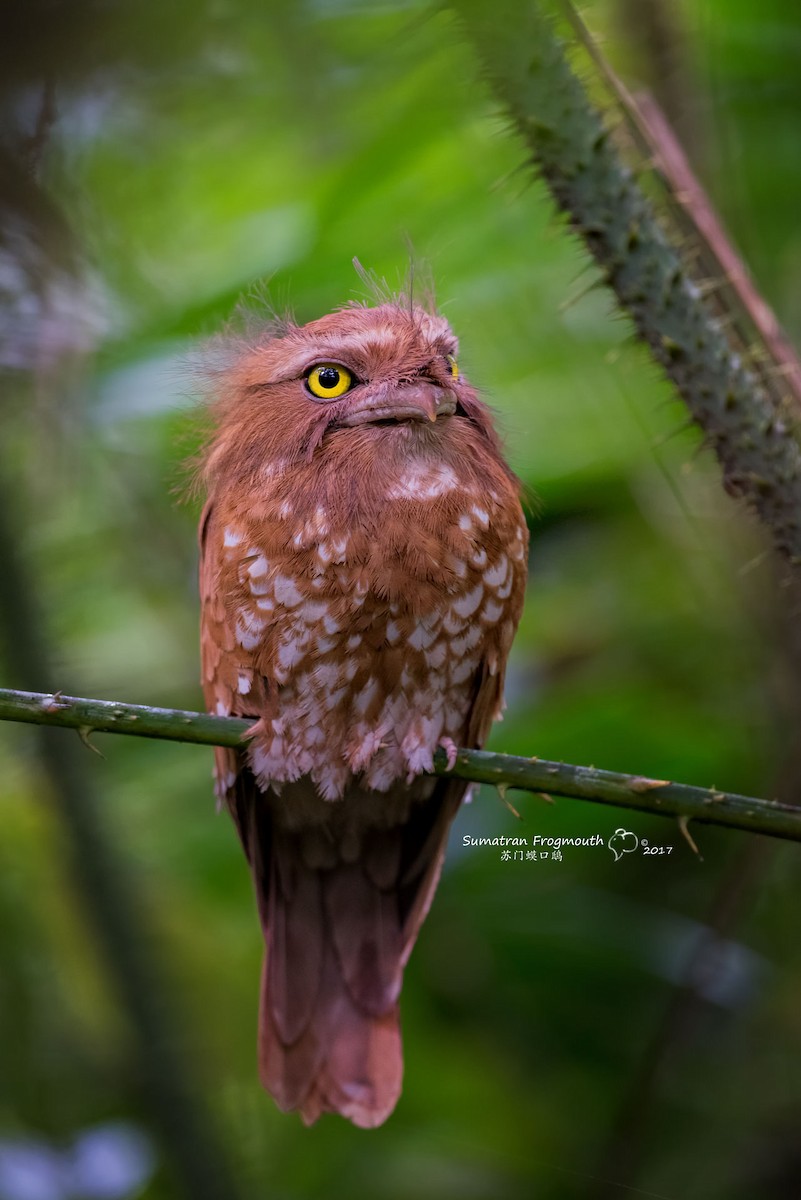 Sumatran Frogmouth - ML204350951