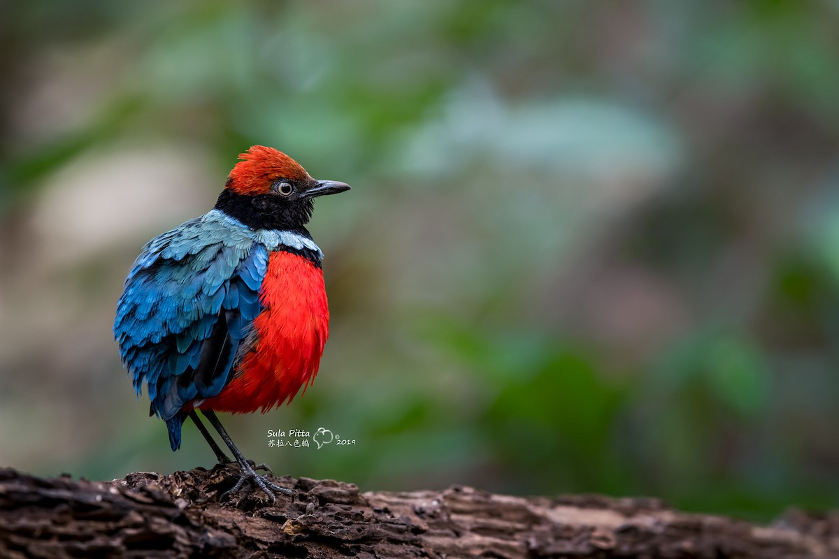 Sula Pitta - ML204350961