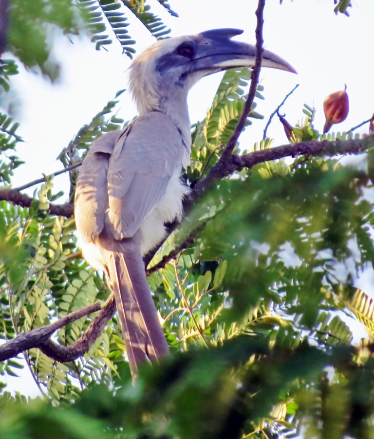 Indian Gray Hornbill - ML204351201