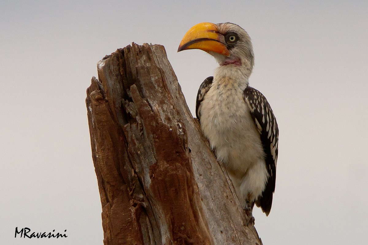 Eastern Yellow-billed Hornbill - ML204351451