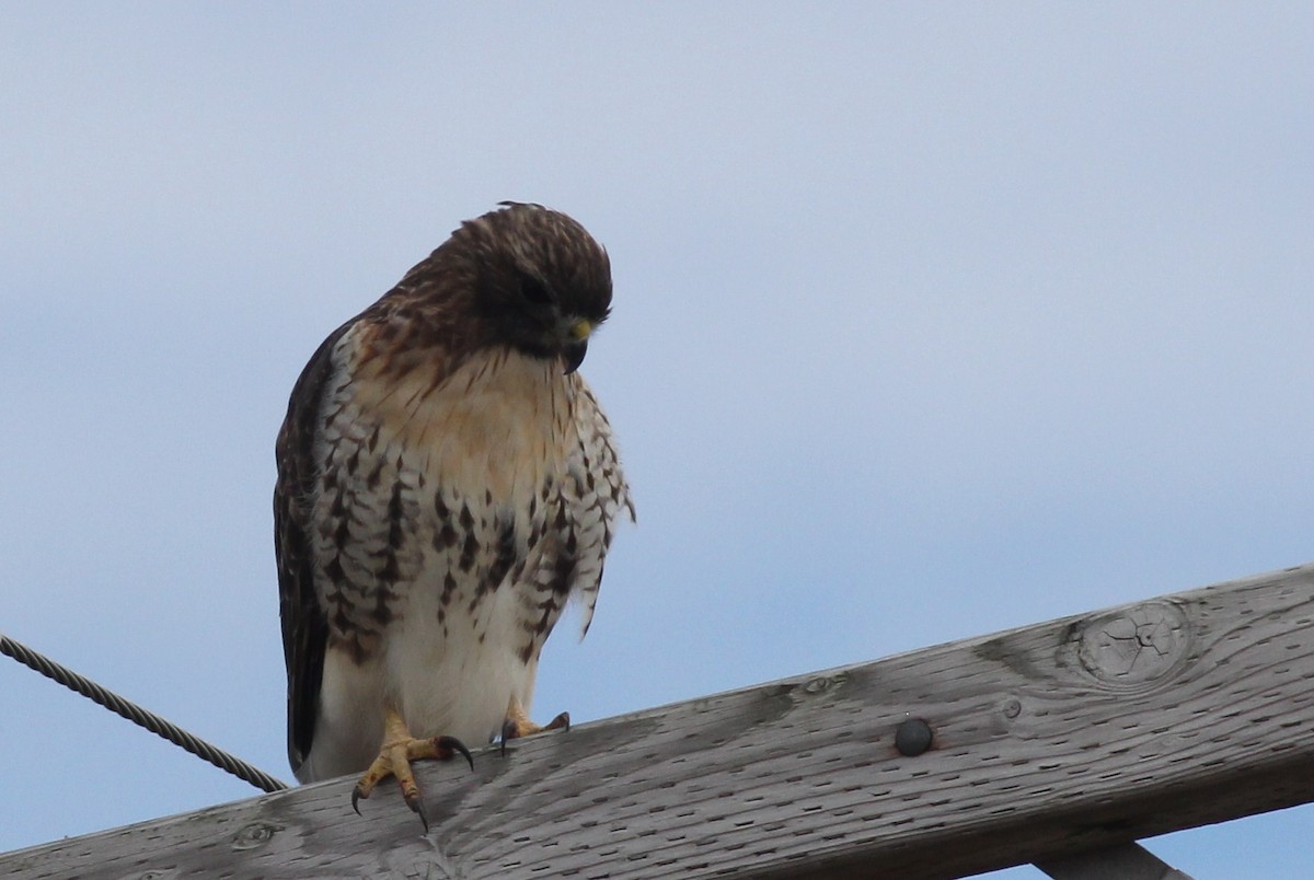 Red-tailed Hawk - ML20435191