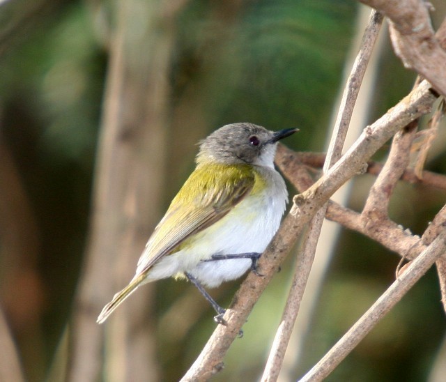 Green-backed Gerygone - Lindsay Hansch